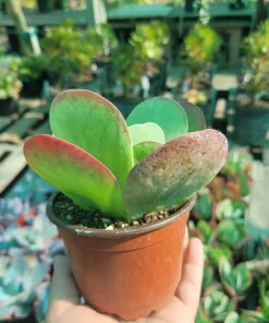 Kalanchoe Luciae Flapjack Succulent Live Plant – Paddle Plant – 4in Pot - Image 3