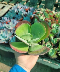 Kalanchoe Luciae Flapjack Succulent Live Plant – Paddle Plant – 4in Pot - Image 4