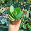 Kalanchoe Luciae Flapjack Succulent Live Plant – Paddle Plant – 4in Pot - Image 1