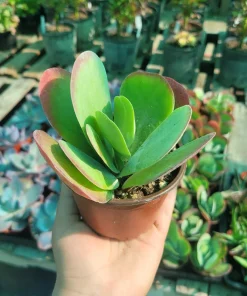 Kalanchoe Luciae Flapjack Succulent Live Plant – Paddle Plant – 4in Pot - Image 1