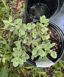 Kalanchoe Marenia Live Plant - Vibrant Succulent Houseplant - Image 2