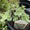 Kalanchoe Marnieriana Live Succulent Plant – Trailing Jade Necklace Houseplant - Image 1