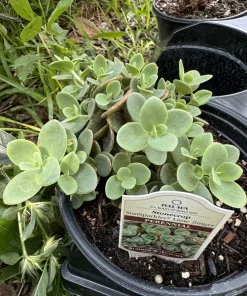 Kalanchoe Marnieriana Live Succulent Plant – Trailing Jade Necklace Houseplant - Image 1