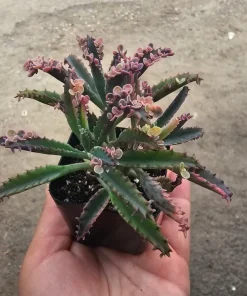 Kalanchoe Pink Butterfly Variegated Succulent Live Plant 2in Pot Rare - Image 2