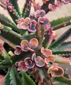 Kalanchoe Pink Butterfly Variegated Succulent Live Plant 2in Pot Rare - Image 3