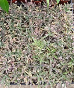 Kalanchoe Pink Butterfly Variegated Succulent Live Plant 2in Pot Rare - Image 4