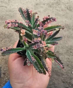 Kalanchoe Pink Butterfly Variegated Succulent Live Plant 2in Pot Rare - Image 1