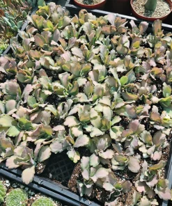 Kalanchoe Stained Glass Live Plant – Rare Variegated Succulent – 2in or 4in Pot - Image 2