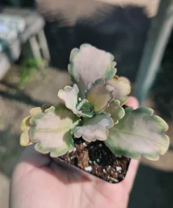 Kalanchoe Stained Glass Live Plant – Rare Variegated Succulent – 2in or 4in Pot - Image 3
