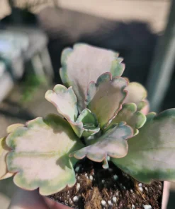 Kalanchoe Stained Glass Live Plant – Rare Variegated Succulent – 2in or 4in Pot - Image 4