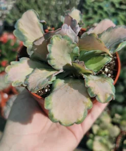 Kalanchoe Stained Glass Live Plant – Rare Variegated Succulent – 2in or 4in Pot - Image 5