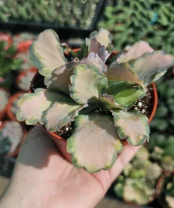 Kalanchoe Stained Glass Live Plant – Rare Variegated Succulent – 2in or 4in Pot - Image 1