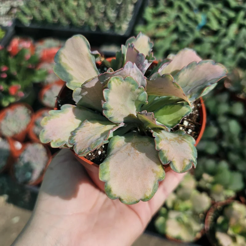 Kalanchoe Stained Glass Live Plant – Rare Variegated Succulent – 2in or 4in Pot - Image 1