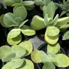 Kalanchoe Thyrsiflora Live Plant - Paddle Plant Succulent - Image 1