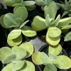 Kalanchoe Thyrsiflora Paddle Plant - Live Succulent Houseplant - Image 1