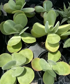 Kalanchoe Thyrsiflora Paddle Plant - Live Succulent Houseplant - Image 1