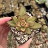 Kalanchoe Tomentosa Chocolate Soldier Live Plant – 2 Inch Pot – Indoor Succulent - Image 1