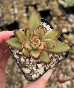 Kalanchoe Tomentosa Chocolate Soldier Live Plant – 2 Inch Pot – Indoor Succulent - Image 1