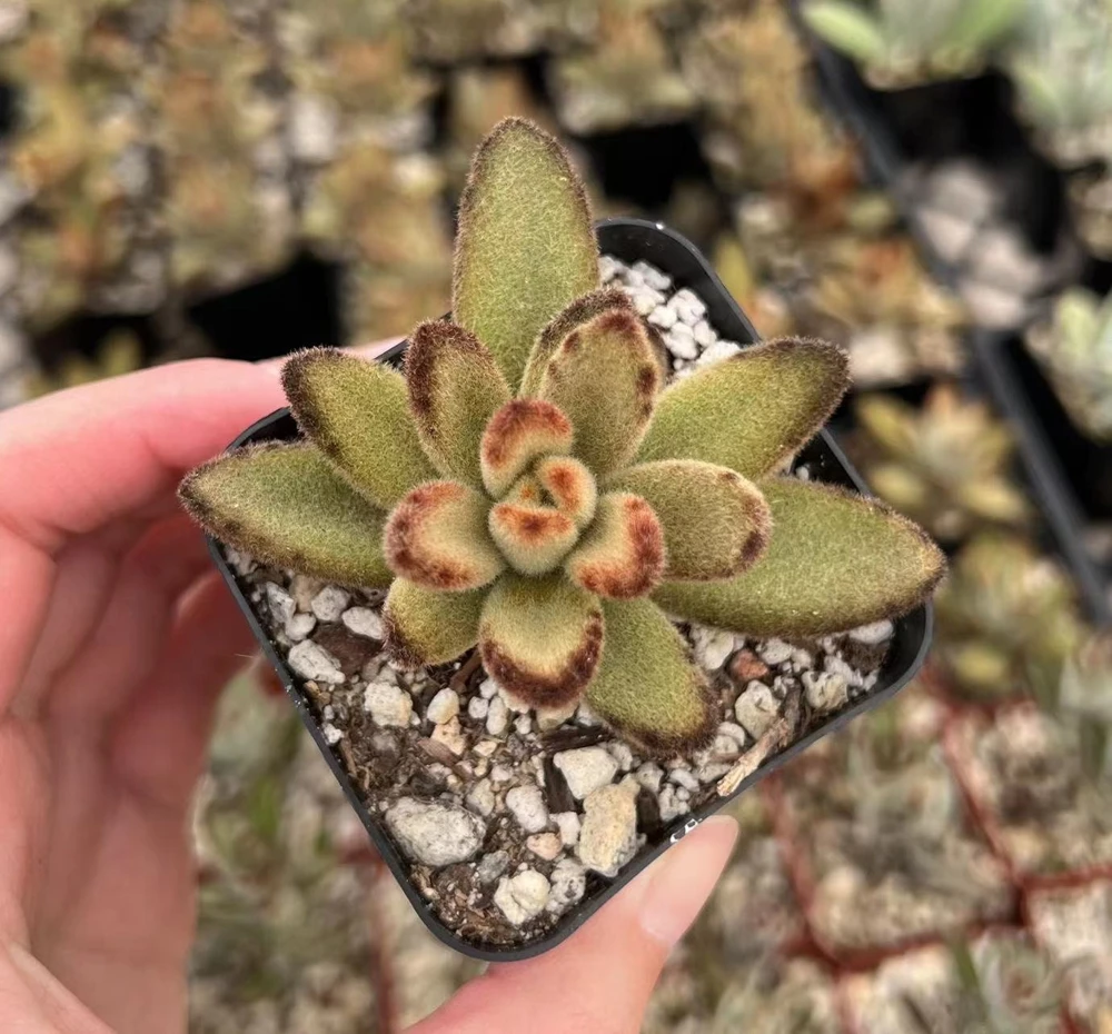Kalanchoe Tomentosa Chocolate Soldier Live Plant – 2 Inch Pot – Indoor Succulent - Image 1