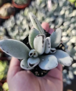 Kalanchoe Tomentosa Panda Plant Live Succulent | 2in or 4in Pot | Indoor - Image 2