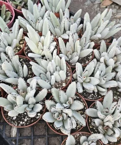 Kalanchoe Tomentosa Panda Plant Live Succulent | 2in or 4in Pot | Indoor - Image 3
