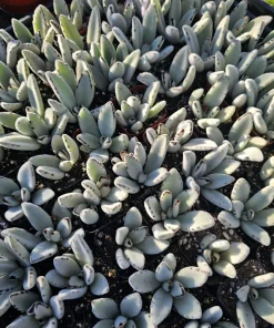Kalanchoe Tomentosa Panda Plant Live Succulent | 2in or 4in Pot | Indoor - Image 4