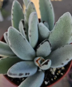 Kalanchoe Tomentosa Panda Plant Live Succulent | 2in or 4in Pot | Indoor - Image 5