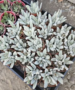 Kalanchoe Tomentosa Panda Plant Live Succulent | 2in or 4in Pot | Indoor - Image 6