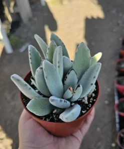 Kalanchoe Tomentosa Panda Plant Live Succulent | 2in or 4in Pot | Indoor - Image 7