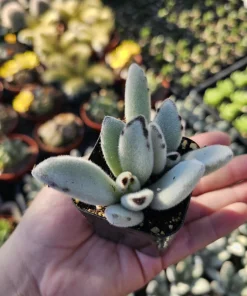 Kalanchoe Tomentosa Panda Plant Live Succulent | 2in or 4in Pot | Indoor - Image 8