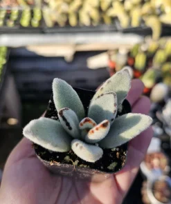 Kalanchoe Tomentosa Panda Plant Live Succulent | 2in or 4in Pot | Indoor - Image 9