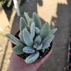Kalanchoe Tomentosa Panda Plant Live Succulent | 2in or 4in Pot | Indoor - Image 1