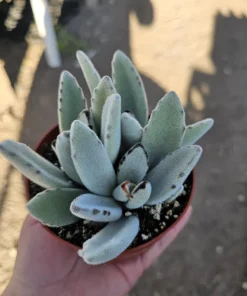 Kalanchoe Tomentosa Panda Plant Live Succulent | 2in or 4in Pot | Indoor - Image 1