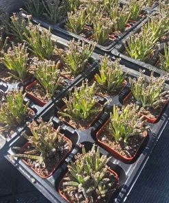 Kalanchoe tubiflora Live Plant – Mother of Millions – 2in Pot – Indoor/Outdoor Succulent - Image 2