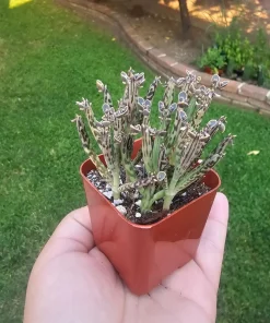 Kalanchoe tubiflora Live Plant – Mother of Millions – 2in Pot – Indoor/Outdoor Succulent - Image 3