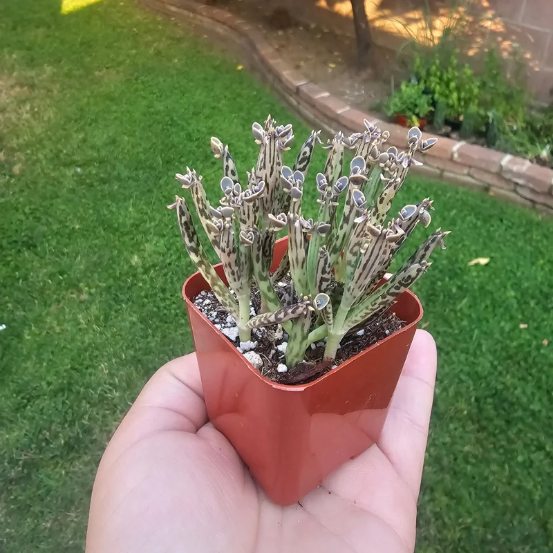 Kalanchoe tubiflora Live Plant – Mother of Millions – 2in Pot – Indoor/Outdoor Succulent - Image 3
