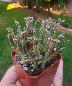 Kalanchoe tubiflora Live Plant – Mother of Millions – 2in Pot – Indoor/Outdoor Succulent - Image 4