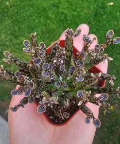 Kalanchoe tubiflora Live Plant – Mother of Millions – 2in Pot – Indoor/Outdoor Succulent - Image 5