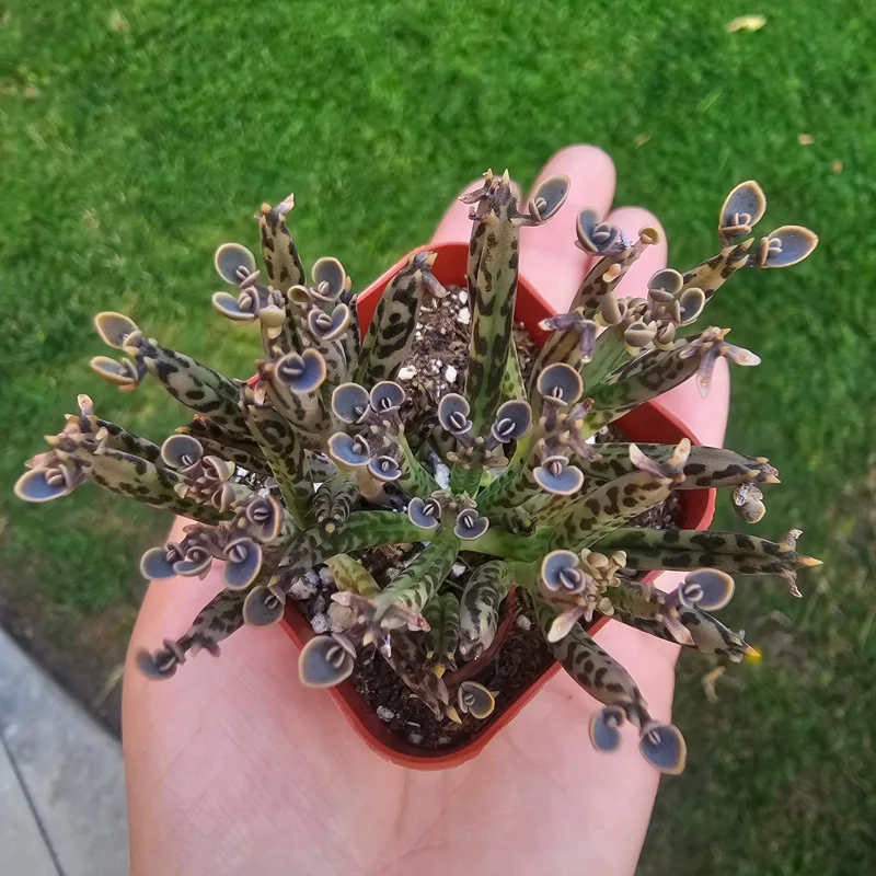 Kalanchoe tubiflora Live Plant – Mother of Millions – 2in Pot – Indoor/Outdoor Succulent - Image 5
