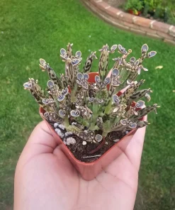 Kalanchoe tubiflora Live Plant – Mother of Millions – 2in Pot – Indoor/Outdoor Succulent - Image 6