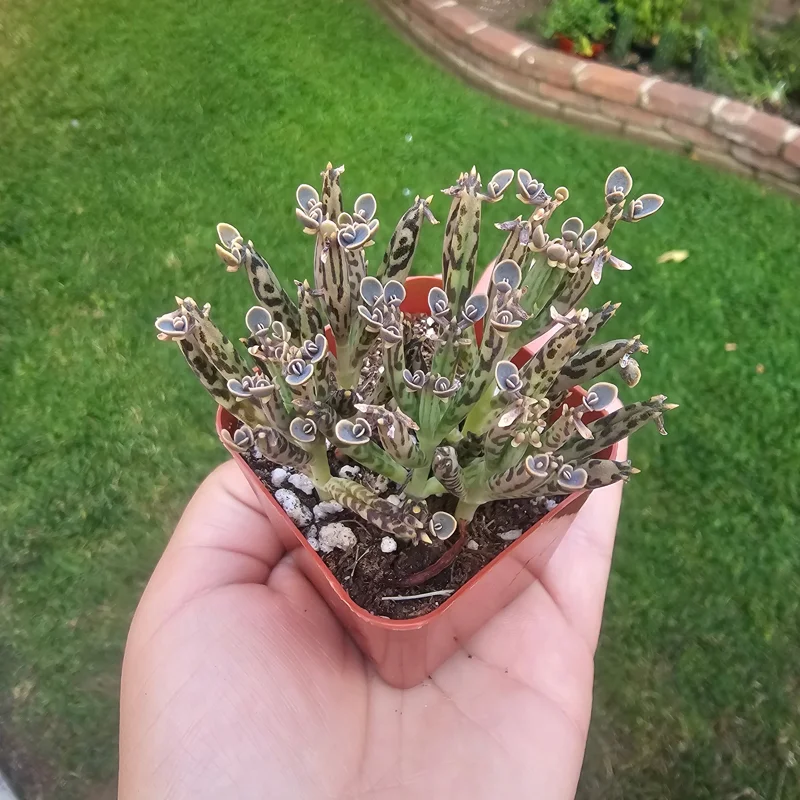 Kalanchoe tubiflora Live Plant – Mother of Millions – 2in Pot – Indoor/Outdoor Succulent - Image 6