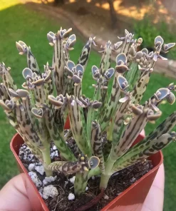 Kalanchoe tubiflora Live Plant – Mother of Millions – 2in Pot – Indoor/Outdoor Succulent - Image 1