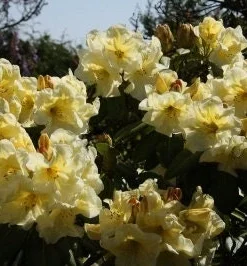 Karen Triplett Yellow Rhododendron Live Plant - #2 Container - Outdoor Shrub - Image 2