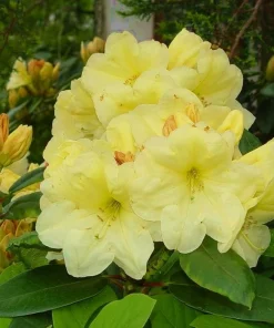 Karen Triplett Yellow Rhododendron Live Plant - #2 Container - Outdoor Shrub - Image 3