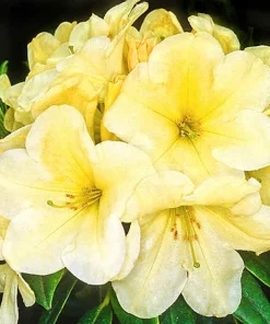 Karen Triplett Yellow Rhododendron Live Plant - #2 Container - Outdoor Shrub - Image 4