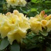 Karen Triplett Yellow Rhododendron Live Plant - #2 Container - Outdoor Shrub - Image 1