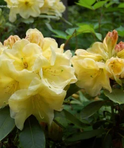 Karen Triplett Yellow Rhododendron Live Plant - #2 Container - Outdoor Shrub - Image 1