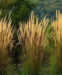 Karl Foerster Feather Reed Grass Live Plant – Calamagrostis Ornamental Grass – Healthy Starter Plant in 2.5