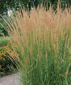 Karl Foerster Feather Reed Grass Live Plant – Calamagrostis Ornamental Grass – Healthy Starter Plant in 2.5
