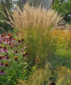 Karl Foerster Feather Reed Grass Live Plant – Calamagrostis Ornamental Grass – Healthy Starter Plant in 2.5